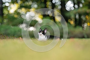 Black and white cat in the grass with trees in background