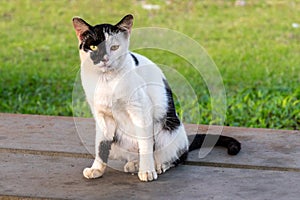 Black & White cat with grassy background
