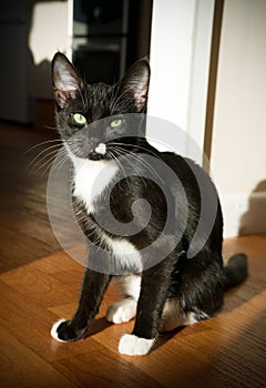 Black and white cat with green eyes sitting in the sun