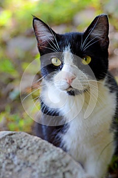 Black and White Cat in Green Forest