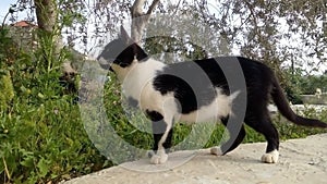 Black and white cat   on the green grass