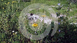 Black and white cat   on the green grass