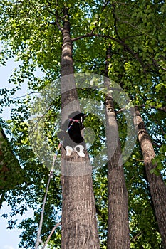 Black and white cat on harness climbed highly on the tree in sum