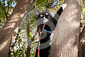 Black and white cat on harness with sticking whiskers and wide-o