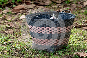 A black and white cat hiding in the basket.