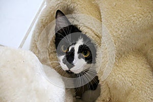 A black and white cat is hiding in a play tunnel