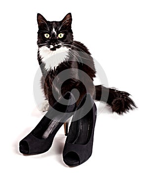 Black-white cat with high heels
