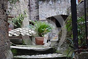 Black and white cat in the historic center