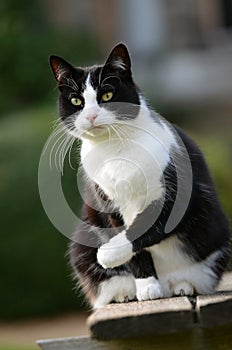 Black and white cat