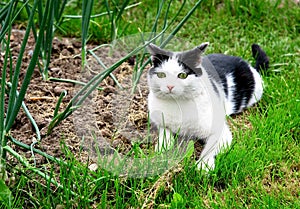 Black white cat hunting in the summer garden