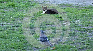 Black and white cat hunts a pigeon in the green grass