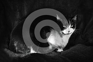 Black and white cat with immunodeficiency