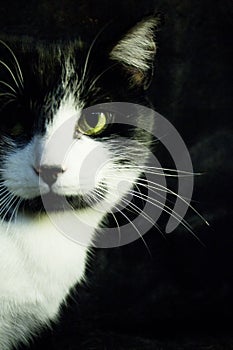 Black and white cat with immunodeficiency