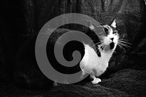 Black and white cat with immunodeficiency