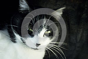 Black and white cat with immunodeficiency