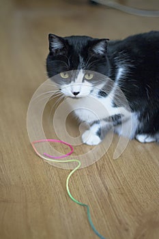 Black and white cat with immunodeficiency