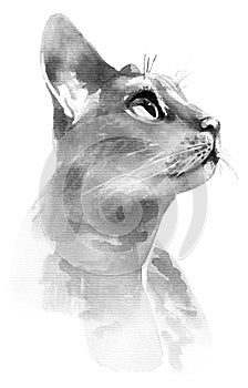 Black and white cat by ink and watercolor