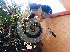 Black and white cat jumping