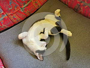 Black and white cat, kitten, lying and sleeping on its back in a red-gray chair, oblique view