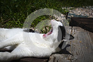 Black and white cat laying down and yawning