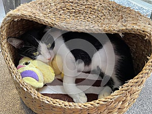 Black and white cat laying on soft fabric in nest basket