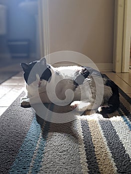 A Black and White Cat laying on a sunny carpet