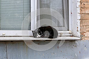 A black and white cat is sleeping on a window sill