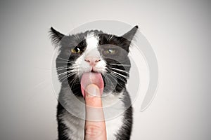black and white cat licking finger of human hand with copy space