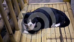 Black and white cat lies on a bamboo chair