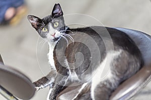 Black-white cat lies on a chair