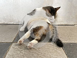 Black and white cat lies down and licks the hair of its legs to clean its body.