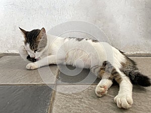 Black and white cat lies down and licks the hair of its legs to clean its body.