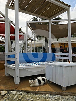a black and white cat lies at an empty table in a beach cafe. Larnaca. Cyprus
