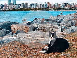 A black and white cat lies on the rocks against the backdrop of a sea of seagulls, a city and houses