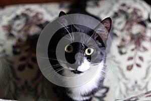 Black and white cat with long whiskers