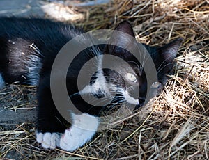 Black with white cat looking away on dry grass illuminated with sunlight in shelter
