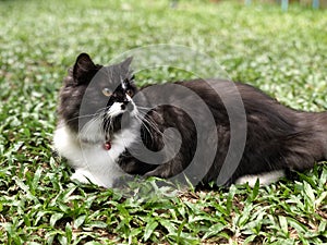Black white cat looking backwards