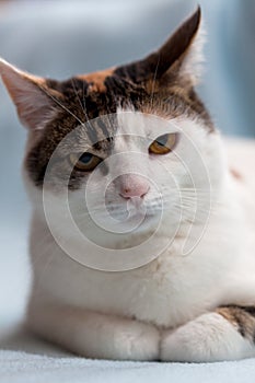 Black white cat looking into camera