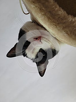 Black and white Cat Looking down