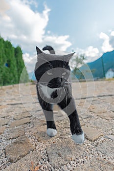 Black and White Cat Looking Down