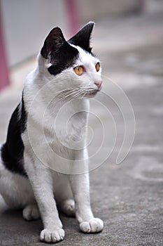 A black and white cat looking at an object of interest