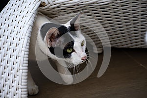 Black and white cat looking something