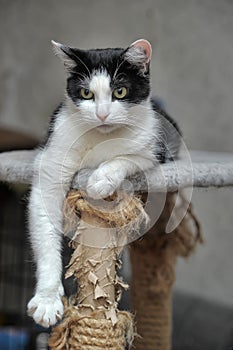 Black and white cat lying