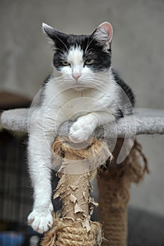 Black and white cat lying