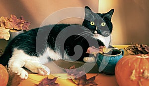 Black and white cat is lying on brown-orange autumn backdrop with dry maple leaves and pumpkins and looking at camera
