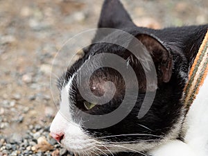Black and white cat lying on floor looking forward and thinking