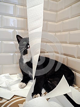 Black and white cat lying on the floor in a pile of unrolled toilet paper