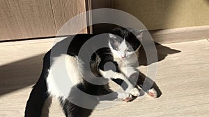 Black and White cat lying on the floor on a sunny day and basking in the sun and licking his paw