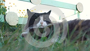 Black and white cat lying on the grass and yawns