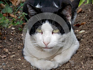 black and white cat is lying on the ground
